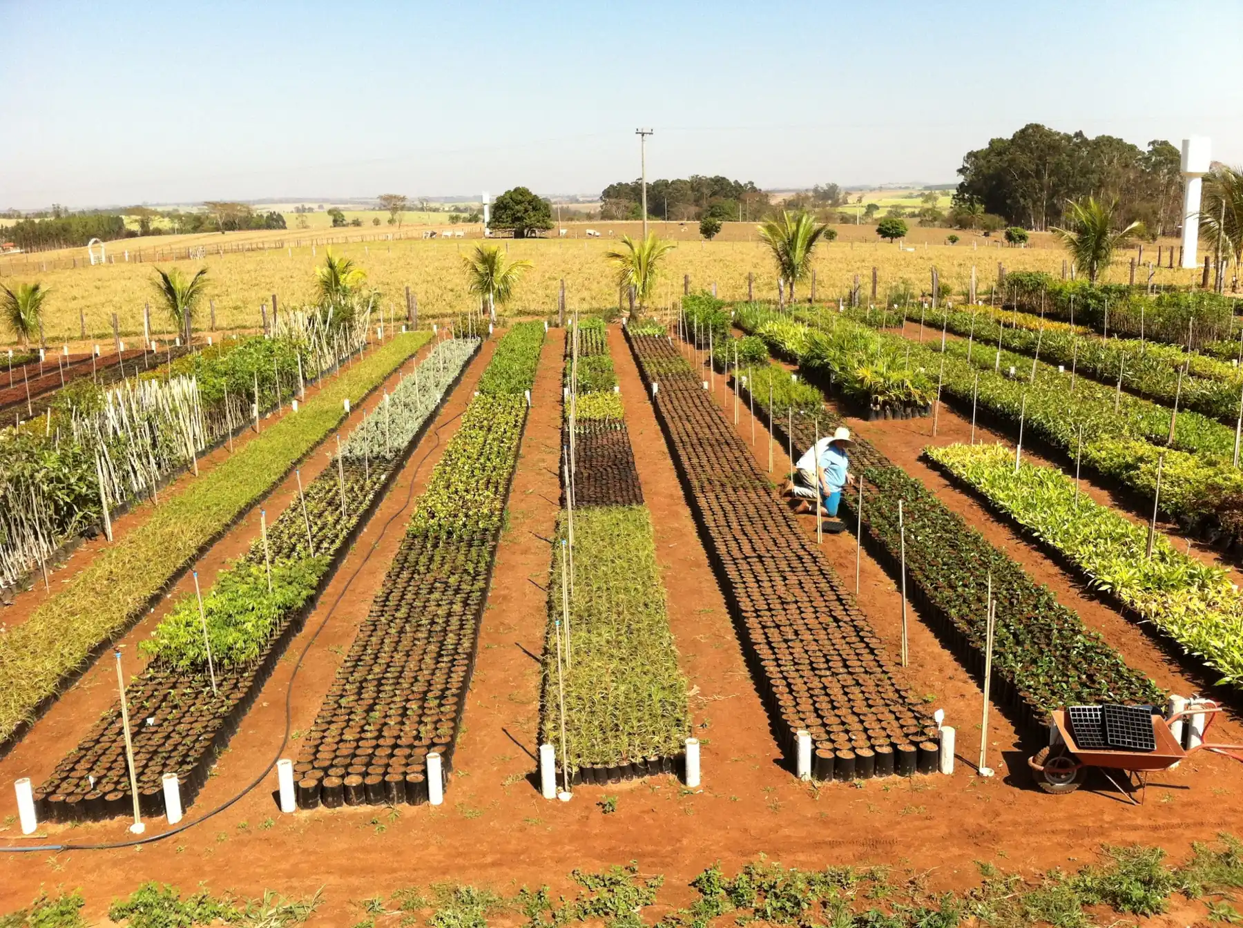 Canteiros do viveiro da Plant Garden em Ibirá, com fileiras de mudas em saquinhos sobre a terra vermelha e um funcionário trabalhando ao fundo