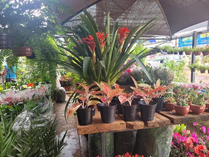 Bromélias e folhagens coloridas em vasos pretos sobre bancadas de madeira, sob a cobertura da loja