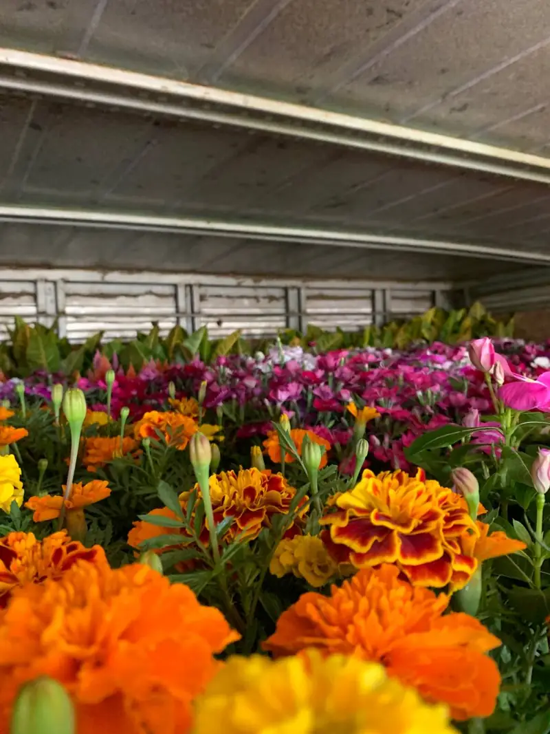 Bancada de flores de estação em plena floração, com cravos-de-defunto laranjas e amarelos em primeiro plano