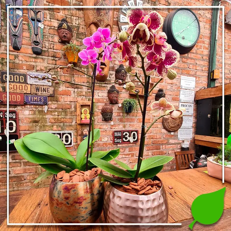 Orquídeas phalaenopsis plantadas em cachepôs de cobre e cerâmica, sobre bancada de madeira