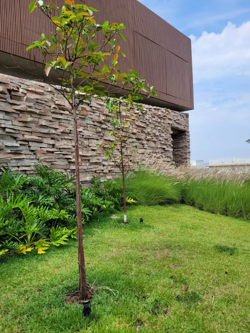 Árvore jovem plantada em gramado recém-executado, com capim ornamental e muro de pedra ao fundo