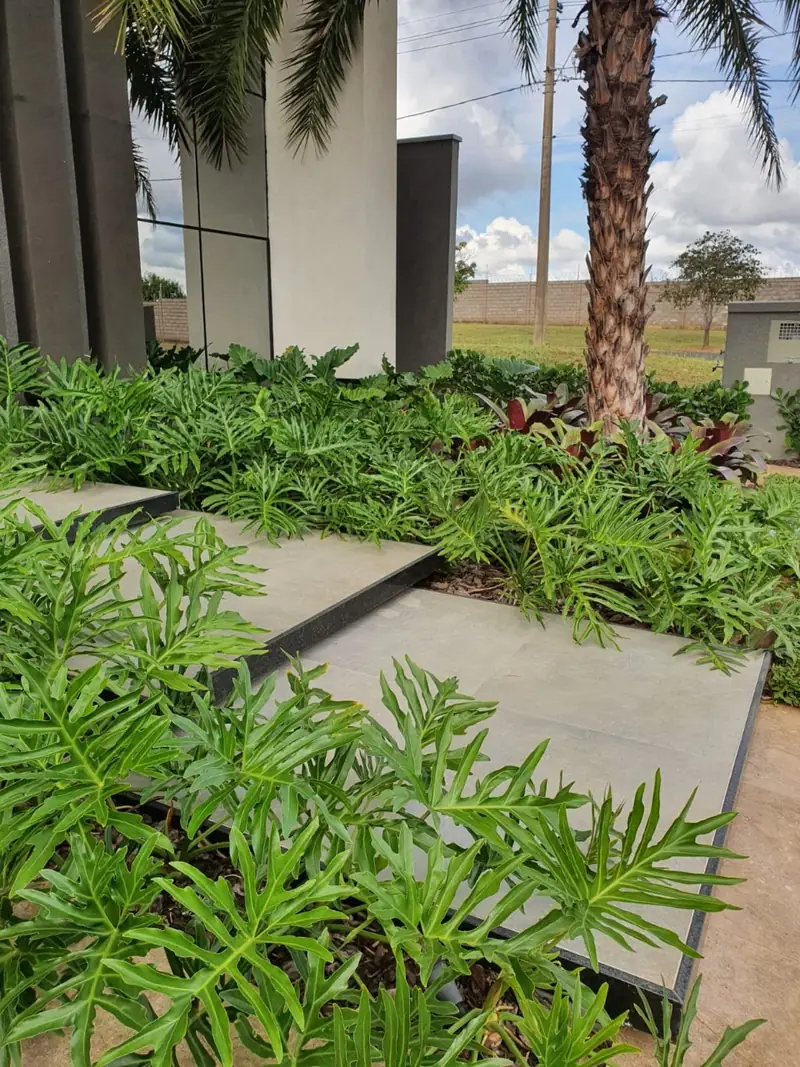 Passeio de placas de concreto cercado por forração verde e uma palmeira adulta junto à fachada