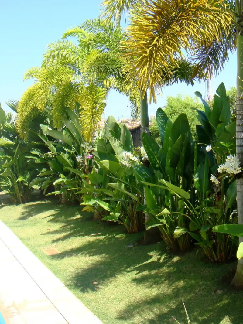 Canteiro lateral com palmeiras-areca, estrelítzias e bananeiras-ornamentais ao longo da calçada de uma casa