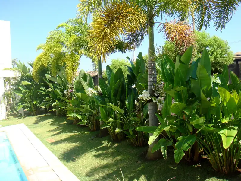 Jardim à beira de piscina, com palmeiras e folhagens de grande porte formando uma cortina verde junto ao muro