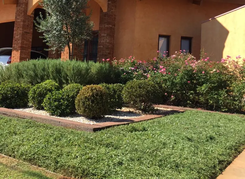 Jardim de entrada com buxinhos podados em bolas, oliveira e canteiro de flores em frente a uma casa de tijolo aparente