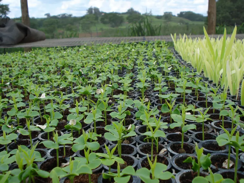 Interior da estufa coberta com tela, com milhares de mudas pequenas alinhadas em bandejas
