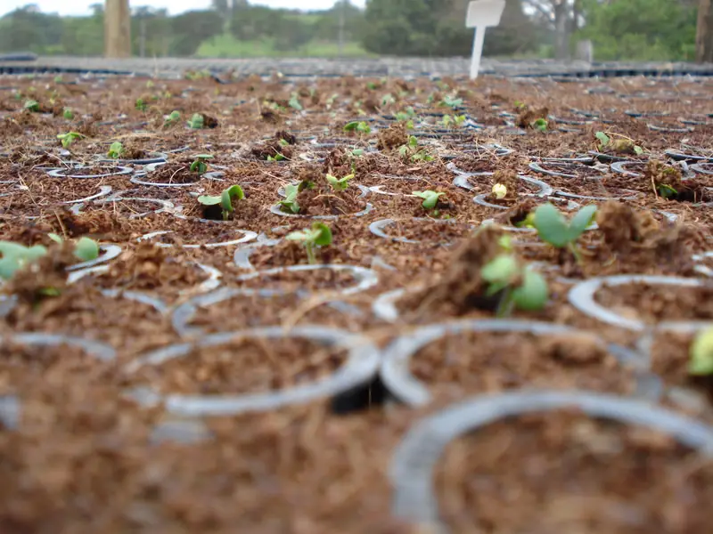 Close de mudas recém-plantadas em copinhos de plástico sobre substrato